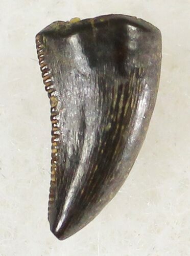 Raptor (Acheroraptor) Tooth - Montana #20413